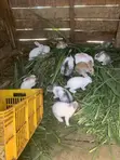 Sungura wa New Zealand White, Chinchilla, Dutch, California White, Palomino - 3