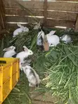Sungura wa New Zealand White, Chinchilla, Dutch, California White, Palomino - 4