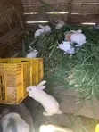 Sungura wa New Zealand White, Chinchilla, Dutch, California White, Palomino - 5