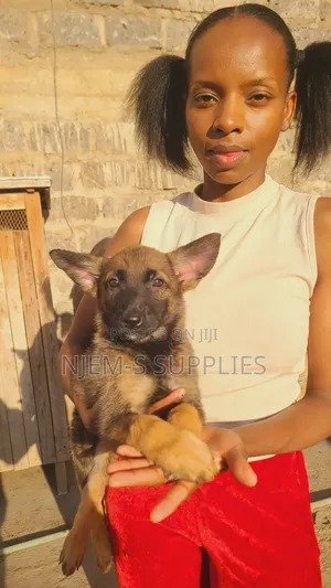 1-3 Month Male Purebred Belgian Malinois Puppy