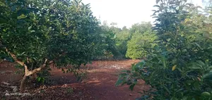 Avocado Farm for Sale - 5 Acres, Kiagu
