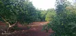 Avocado Farm for Sale - 5 Acres, Kiagu - 1