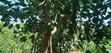 Avocado Farm for Sale - 5 Acres, Kiagu - 2