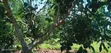 Avocado Farm for Sale - 5 Acres, Kiagu - 3