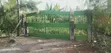 Avocado Farm for Sale - 5 Acres, Kiagu - 5
