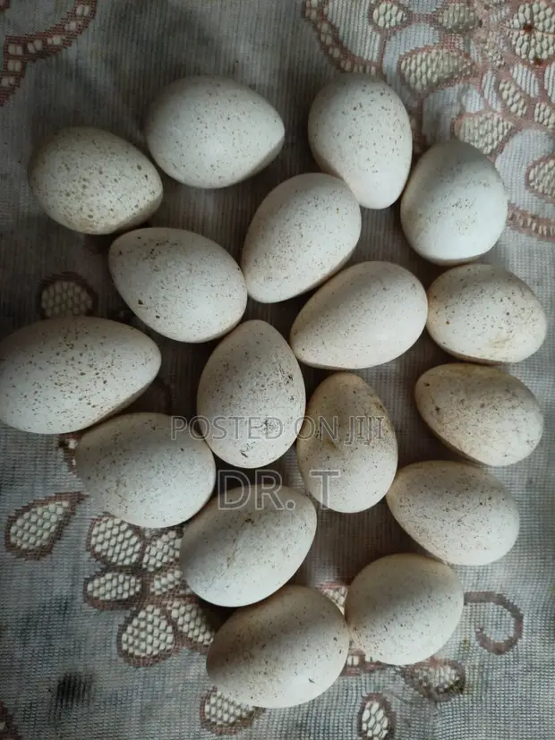 Fertilised Standard Bronze Turkey Eggs - 1