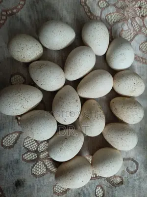 Fertilised Standard Bronze Turkey Eggs