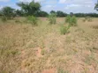 Vipande vya Kanyonyo 50x100 Vinauzwa - 1