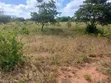 Vipande vya Kanyonyo 50x100 Vinauzwa - 3