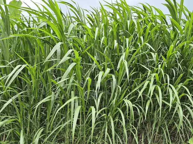 Super Nappier Grass - Bulk Available - 1