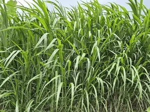 Super Nappier Grass - Bulk Available