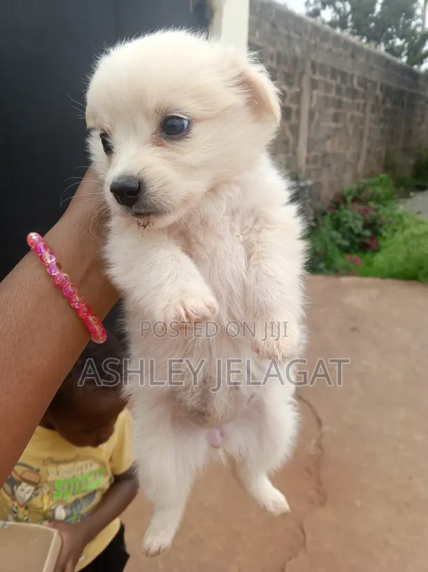 Female Mixed Breed Japanese Spitz Puppy - 1