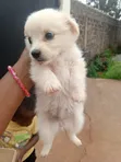 Female Mixed Breed Japanese Spitz Puppy - 1
