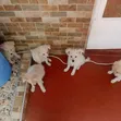 Female Mixed Breed Japanese Spitz Puppy - 2