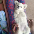 Female Mixed Breed Japanese Spitz Puppy - 3