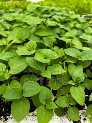 Vegetable Seedlings for Sale - Ruiru