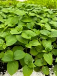 Vegetable Seedlings for Sale - Ruiru - 1