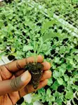 Vegetable Seedlings for Sale - Ruiru - 2