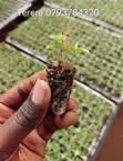 Vegetable Seedlings for Sale - Ruiru - 3