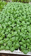 Vegetable Seedlings for Sale - Ruiru - 4