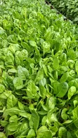 Vegetable Seedlings for Sale - Ruiru - 5