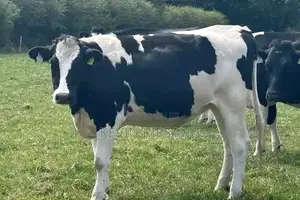 Breeding Heifer for Sale