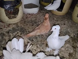 Samli Wazazi Pigeons for Rehoming