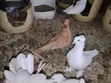 Samli Wazazi Pigeons for Rehoming - 1