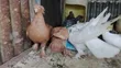 Samli Wazazi Pigeons for Rehoming - 3