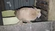 Samli Wazazi Pigeons for Rehoming - 4