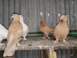 Samli Wazazi Pigeons for Rehoming - 5