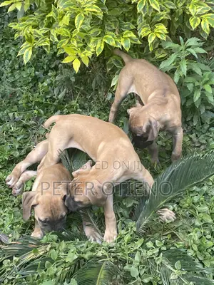 Purebred Boerboel Puppies - Male, 1-3 Months