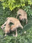 Purebred Boerboel Puppies - Male, 1-3 Months - 1