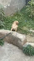 Purebred Boerboel Puppies - Male, 1-3 Months - 3