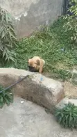 Purebred Boerboel Puppies - Male, 1-3 Months - 4