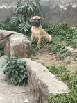 Purebred Boerboel Puppies - Male, 1-3 Months - 5
