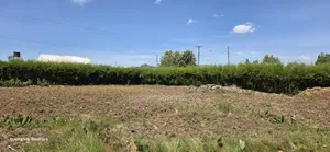 Prime 1/4 Acre Plot for Sale in Chepkanga, Eldoret