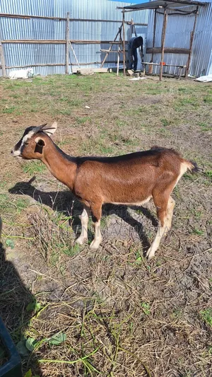 German Alpine Goat - 12 Months Old
