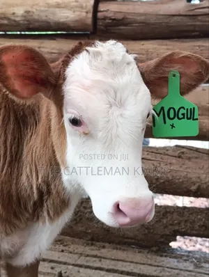 Fleckvieh Weaned Calf