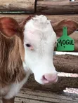 Fleckvieh Weaned Calf - 1
