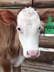 Fleckvieh Weaned Calf - 2