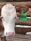 Fleckvieh Weaned Calf - 3