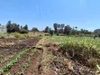 1/2 Acre Plot in Kamuthi Estate, Off Northern Bypass - 4