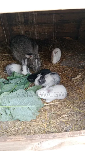 Hybrid Baby Bunnies: American Chinchilla x California White