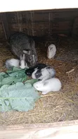 Hybrid Baby Bunnies: American Chinchilla x California White - 1