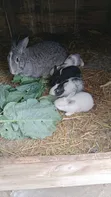 Hybrid Baby Bunnies: American Chinchilla x California White - 2