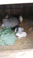 Hybrid Baby Bunnies: American Chinchilla x California White - 3