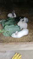 Hybrid Baby Bunnies: American Chinchilla x California White - 4