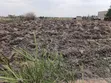 Prime Half Acre Land for Sale in Kamulu - 2