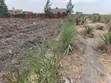 Prime Half Acre Land for Sale in Kamulu - 4